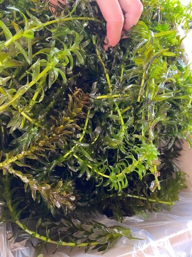 アナカリス cm以上30本送料込み600円 無農薬 水抜き エサメダカ ザリガニ 水草必見 自家繁殖 まる 坂東のその他の中古あげます 譲ります ジモティーで不用品の処分 アナカリス cm以上30本送料込み600円 無農薬 水抜き エサメダカ ザリガニ 水草必見 自家繁殖 まる 坂東のその他の中古あげます 譲ります ジモティーで不用品の処分