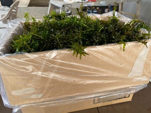 アナカリス cm以上30本送料込み600円 無農薬 水抜き エサメダカ ザリガニ 水草必見 自家繁殖 まる 坂東のその他の中古あげます 譲ります ジモティーで不用品の処分 アナカリス cm以上30本送料込み600円 無農薬 水抜き エサメダカ ザリガニ 水草必見 自家繁殖 まる 坂東のその他の中古あげます 譲ります ジモティーで不用品の処分