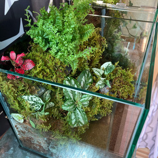 メダカ飼育にオススメ！！コケリウム・テラリウム完成品20キューブ