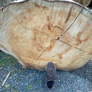 欅（ケヤキ）原木直径80cm、長さ7mの大木