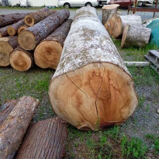 欅(ケヤキ)原木直径80cm、長さ7mの大木 欅(ケヤキ)原木直径80cm、長さ7mの大木
