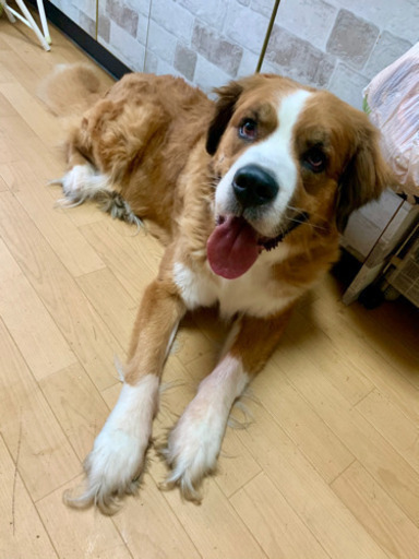 大型犬 里親募集 くろんぼ 矢賀の犬の里親募集 ジモティー 大型犬 里親募集 くろんぼ 矢賀の犬の里親募集 ジモティー