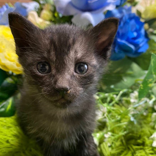 子猫ちゃんの里親さん募集中