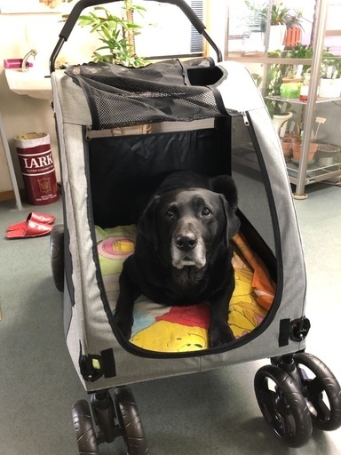 ペットカートと大型犬折りたたみ出来るハウス