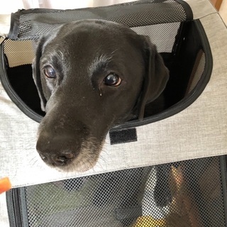 ペットカートと大型犬折りたたみ出来るハウス
