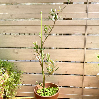 [引渡し者決定]鉢植え　オリーブ　80cm