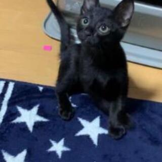 生後1ヶ月の黒猫オス猫赤ちゃん🐱1歳2ヶ月の母親猫ちゃん