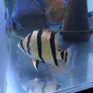 ダトニオ フォーバータイガー