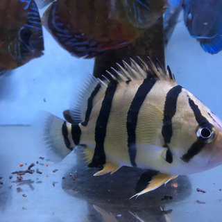 ダトニオ　フォーバータイガー