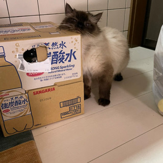 猫の里親募集してます。 − 福岡県