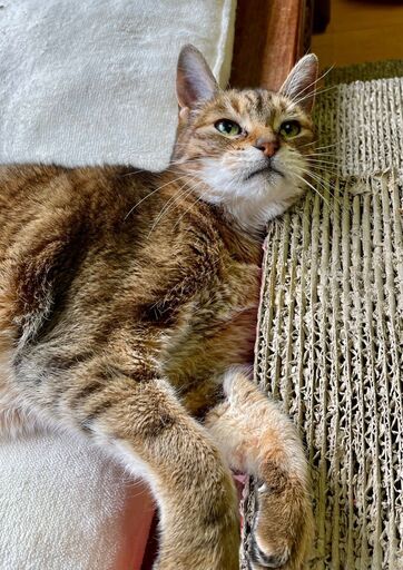 抱っこして と抱っこをせがむ 人間の子供のような甘えん坊 マスター ハッピータビー 恩智の猫の里親募集 ジモティー
