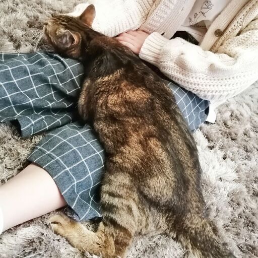 抱っこして と抱っこをせがむ 人間の子供のような甘えん坊 マスター ハッピータビー 恩智の猫の里親募集 ジモティー
