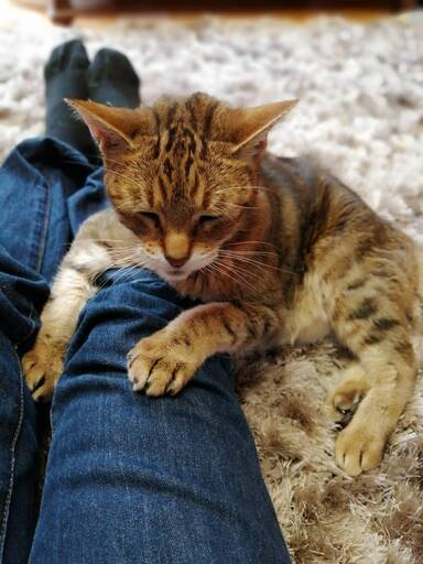 抱っこして と抱っこをせがむ 人間の子供のような甘えん坊 マスター ハッピータビー 恩智の猫の里親募集 ジモティー