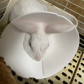 ミニウサギ（白）の画像