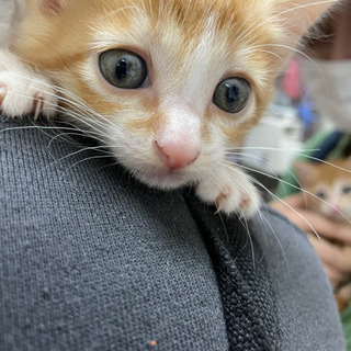 4月5日産まれの子猫ちゃん〜トライヤル中〜