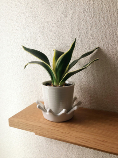 観葉植物　サンセベリア　15cm　ナチュラルキッチンの2号の陶器の鉢と受け皿付き
