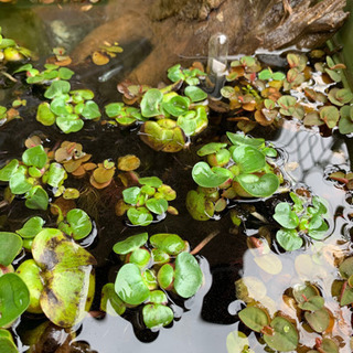 メダカのビオトープに！水草　ミニホテイ草  フィランサスフルイタンス