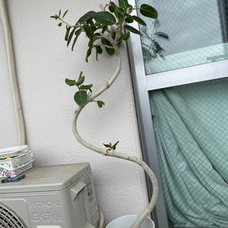 中古菩提樹が無料・格安で買える！｜ジモティー