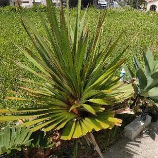 【ネット決済】タコノキ　大型　植物