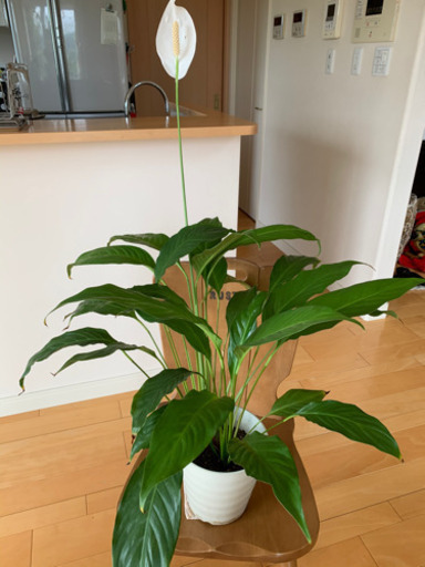 スパティフィラム観葉植物鉢植え白い花 くろちゃん 白庭台のその他の中古あげます 譲ります ジモティーで不用品の処分