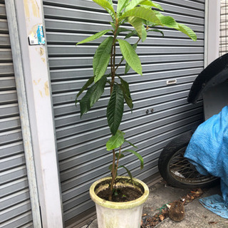 枇杷の木　ビワ　観葉植物　南国　135cm