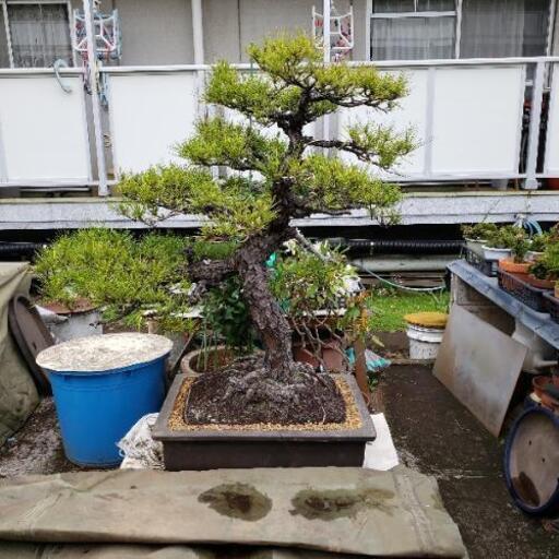 松盆栽140年もの‼️大きいです