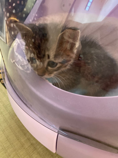 可愛い子猫ちゃん 可愛がってくださる方に 堀田優子 佐伯の猫の里親募集 ジモティー 可愛い子猫ちゃん 可愛がってくださる方に 堀田優子 佐伯の猫の里親募集 ジモティー