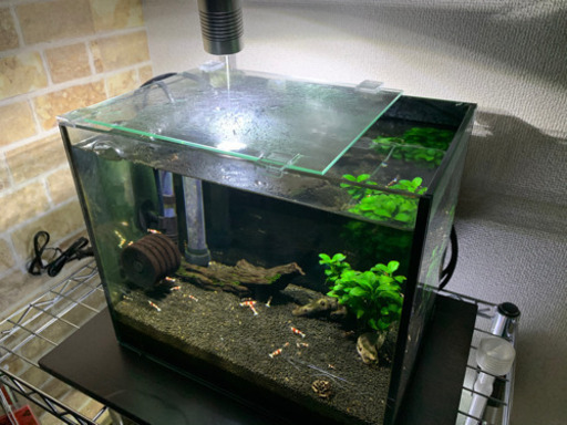 レッドビーシュリンプ水槽まるごと