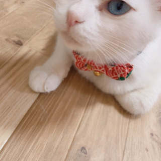 ブルーアイの白猫ちゃん