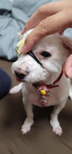 ワンちゃん用の手作り眼帯を制作できる方を募集 Yorin 湘南台の買いたい くださいの助け合い ジモティー