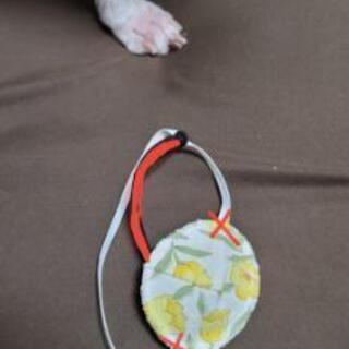 ワンちゃん用の手作り眼帯を制作できる方を募集 Yorin 湘南台の買いたい くださいの助け合い ジモティー ワンちゃん用の手作り眼帯を制作できる方を募集 Yorin 湘南台の買いたい くださいの助け合い ジモティー