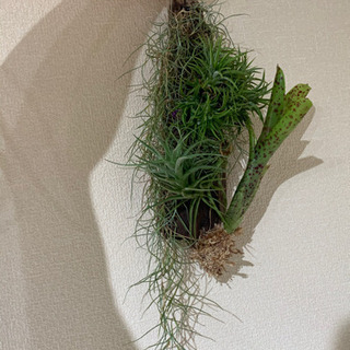 埼玉県の中古エアプランツが無料 格安で買える ジモティー