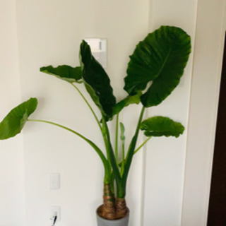 大型観葉植物 クワズイモ 8号 | www.bbxbrasil.com