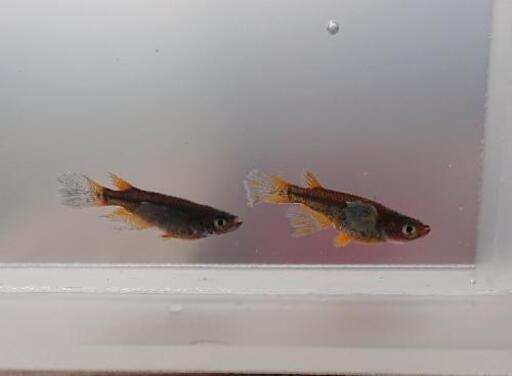 現物販売・メダカ【卑弥呼】1ペア (普通体型、ブドウ目、非透明鱗、ヒレ長)