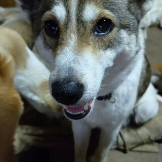 広島県の犬の里親募集 ジモティー
