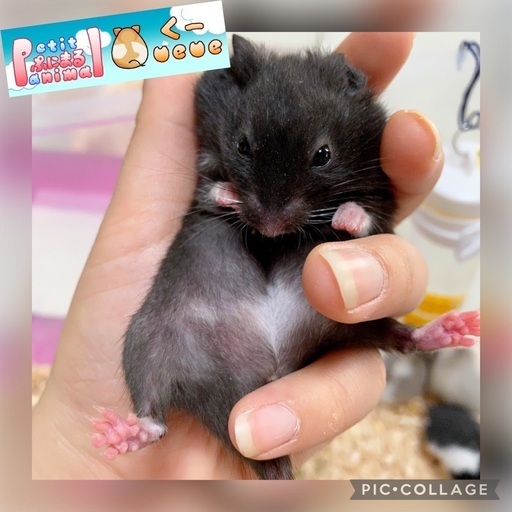 シリアン キャンベルハムスター販売中 ぷにまる くー 江南のペットショップの無料広告 無料掲載の掲示板 ジモティー シリアン キャンベルハムスター販売中 ぷにまる くー 江南のペットショップの無料広告 無料掲載の掲示板 ジモティー