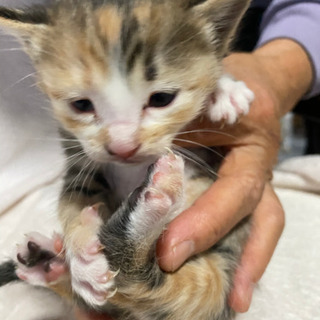 元気でかわいい子猫です　可愛がっていただける方に差し上げます