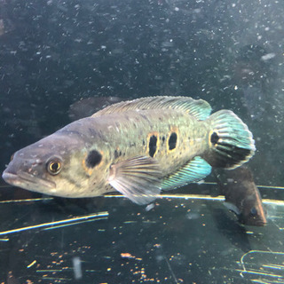 中古肉食魚が無料 格安で買える ジモティー 中古肉食魚が無料 格安で買える ジモティー