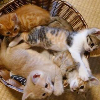 子猫　4匹　生後２ヶ月 - 里親募集