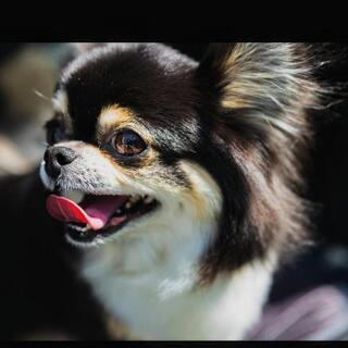 広島県 東広島市の友達のメンバー募集 ジモティー