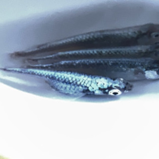 滋賀県 彦根市の中古メダカが無料・格安で買える！｜ジモティー