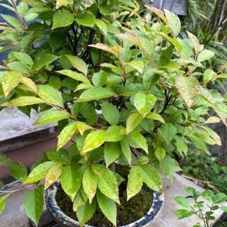 盆栽 ヒメシャラ? 姫沙羅? 観葉植物 庭 木 【配送不可】 購入人気商品