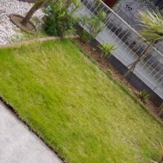 中古高麗芝が無料 格安で買える ジモティー