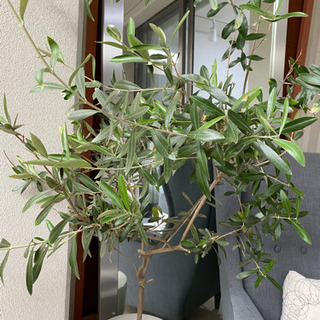 早い方優先】観葉植物 オリーブ