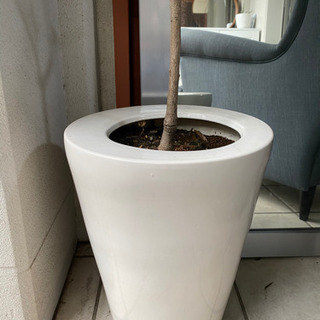 早い方優先】観葉植物 オリーブ