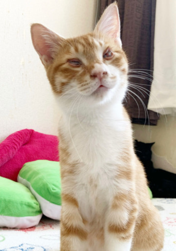 急募 東京都動物愛護センターから 視力弱い茶白くん 台東125小さな手 三ノ輪の猫の里親募集 ジモティー 急募 東京都動物愛護センターから 視力弱い茶白くん 台東125小さな手 三ノ輪の猫の里親募集 ジモティー