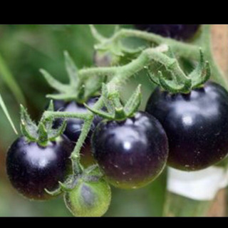 黒いミニトマトの苗