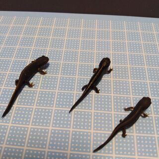 中古シリケンイモリが無料 格安で買える ジモティー