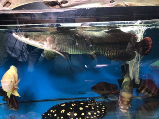 ピラルク極上