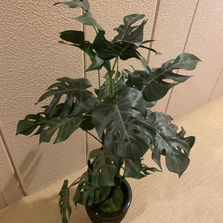 （終了）人工観葉植物